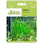 National Gardens Tape Grass Aquatic Plant Seeds 10 Seeds 