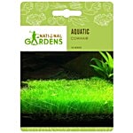 National Gardens Cowhair Aquatic Plant Seeds 10 Seeds