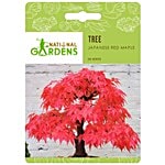 National Gardens Japanese Bonsai Red Maple Seeds 05 Seeds