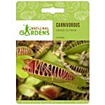 National Gardens Venus Flytrap Seeds - Dionaea Muscipula 10 Seeds