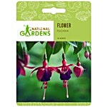 National Gardens Fuchsia Flower Seeds 10 Seeds