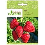 National Gardens Sweet Charlie Strawberry Seeds 20 Seeds 