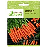 National Gardens Imperator Carrot Seeds 100 Seeds