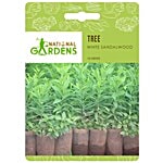 National Gardens Sandalwood Seeds - Santalum Album 10 Seeds