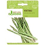 National Gardens Asparagus UC72 Vegetable Seeds 10 Seeds