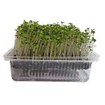 UGF Farms Microgreens Starter Kit - Soil-Less Organic Plant Seeds, Garden Cress 200 g 