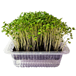 UGF Farms Microgreens Starter Kit - Soil-Less Organic Plant Seeds, Mustard 200 g