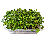 UGF Farms Microgreens Starter Kit - Soil-Less Organic Plant Seeds, Radish 200 g