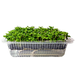 UGF Farms Microgreens Starter Kit - Soil-Less Organic Plant Seeds, Sweet Basil 200 g