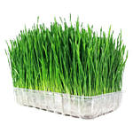 UGF Farms Microgreens Starter Kit - Soil-Less Organic Plant Seeds, Wheatgrass 200 g