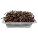 UGF Farms Microgreens Starter Kit - Soil-Less Organic Plant Seeds, Amaranth 200 g
