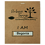 Urban Terra Begonia Seeds 30 pcs