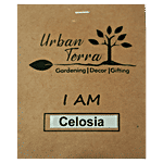 Urban Terra Celosia Seeds 30 pcs