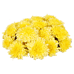 RoseBazaar Chrysanthemum/Shevanti Flower 100 g