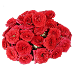 RoseBazaar Assorted Roses Puja Flowers 100 g