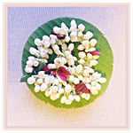 RoseBazaar Jasmine Mola 1 Mola(35cm)