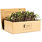 Sanjeev Kapoor UGF Farms Grow To Eat Micro Greens Kit - Detox Mix 200 g