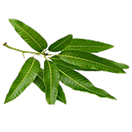 RoseBazaar Mango Bunches 2 Bunches