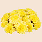 fresho! Chrysanthemum/Shevathi Flowers - White 1 kg
