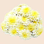 fresho! Chrysanthemum/Shevathi Flowers - White 500 g