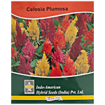 Indo American Hybrid Seeds (India) Pvt. Ltd. Celosia Ice Cream Mix Seeds  - Flowering Plant, High Yield, For Gardening Use 1 pc 25 Seeds