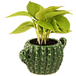 Leafy Tales Ceramic Cactus Shape Pot - Strong, Durable, For Indoor Plants, Olive, Medium 1 pc