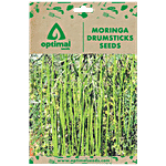 Optimal Seeds Moringa Drumsticks Vegetable Seeds 10 pcs