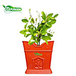 Go Green Tulsi Pot - Small, Brown, 14.6 x 19.05 cm 1 pc