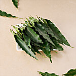 fresho! Ashoka Leaves String - To Decorate, For Festivals & Puja, Ugadi 1 pc (Approx 2 ft)