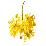 fresho! Golden Shower Flowers/Kanikona 1 pc