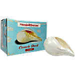 Mangal Bhavan Shankh/Conch Shell - 10.5 cm 1 pc