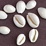 Satvik Satvik White Cowrie/Cowry/Kouri/Kaudi/Kori Seashell For Puja & Multi-Purpose Use 11 pcs