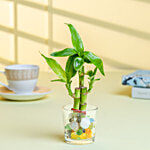 Nurturing Green 2 Layer Lucky Bamboo Plant 3-Stems In Glass Pot - 6 x 6 cm 1 pc