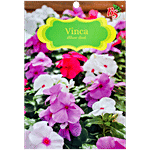 Bombay Seeds Vinca Flower Seeds 10 g