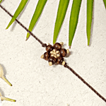 Gulmeher Handcrafted Chandan Phool Rakhi 1 pc