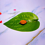 Svasti 2 Face Rudraksh With Certificate 1 pc