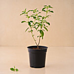 fresho! Tulsi Plant 1 pc