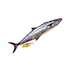 Antony Fish Shop. Fish - Vanjiram / Seer Whole 1 kg Fry cut