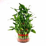 Blooms & Bouquets Lucky Bamboo : 3 Layered 1 pc