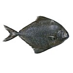 ME FRESH Fish - Black Pomfret Small / Black Manji Small 500 g