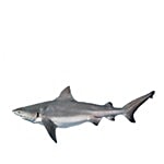 ME FRESH Fish - Shark 500 g