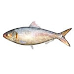 ME FRESH Fish - Hilsa 1 kg Curry cut