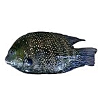 ME FRESH Fish - Pearl Spot / Kari Meen 1 kg Just Cleaned