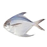 ME FRESH Fish - Silver Pomfret Large / White Manji 1 kg Just Cleaned
