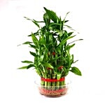 blooms & bouquets, Marathahalli Lucky Bamboo 3 Layered 1 pc