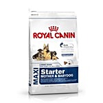 Royal Canin Pet Food - Maxi Starter (Adult Weight - 26 To 44 Kg) 4 kg