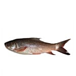 Sakana Daily Fresh Fish - Carp Fish - Rohu / Roghu / Kende 500 g