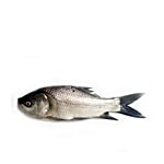 Sakana Fish - Catla / Katla / Bhakur / Bengal Carp, Big 1 kg Curry Cuts