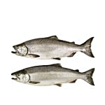 Sakana Fish - Indian Salmon / Rawas / Vameenu / Rumus / Kaala 500 g Cleaned