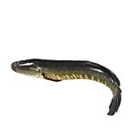 Sakana Fish - Maral 500 g Fry Cut